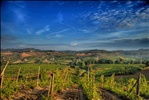 nel chianti prima della vendemmia